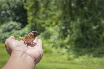Young Bird Nestling House Sparrow Chick  In male Hands