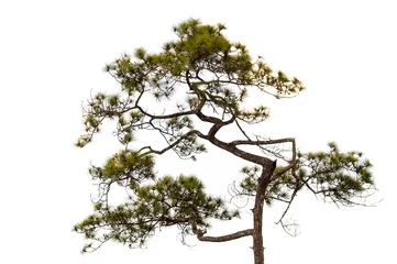 Photo sur Plexiglas Arbres Conifer tree on white background. object tree element