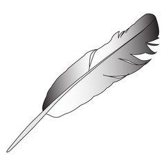 vector image of the bird's feather