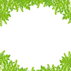 Fototapeta na wymiar Fresh Green leaf frame isolated on white background.