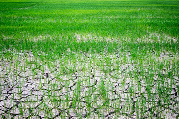 Paddy rice planted on dry and cracked soil. agriculture of asia