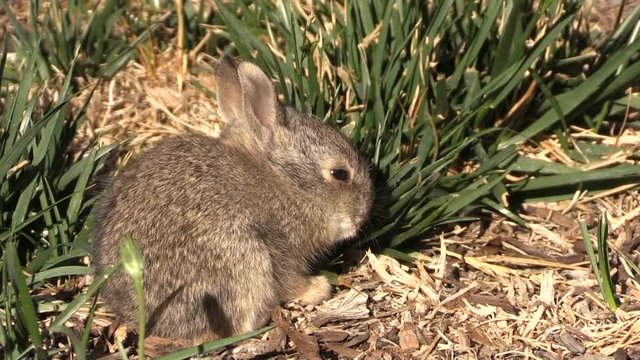 Cute Baby Cottontail Rabbit