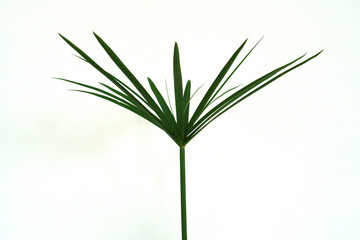 leaf of sedges