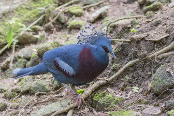 Victoria crowned pigeon ( Goura victoria) bird walking in the forest.