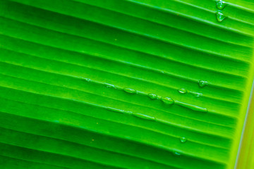 Banana leaf background in nature