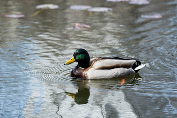 Mallard duck