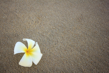 beautiful single flower (plumeria) isolated on empty beach 