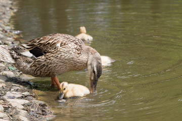 カモの親子