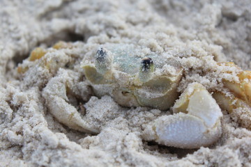 Ghost crab (Ocypode ryderi) close-up.