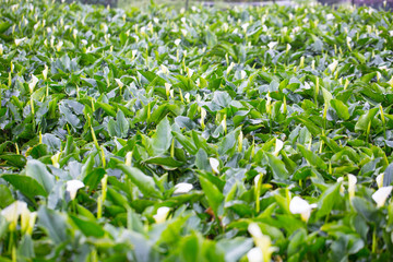 Calla Lilly flower garden in Taiwan