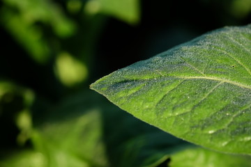 Blooming tobacco plants with leaves, flowers and buds , Thailand