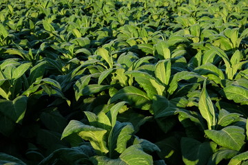 Tobacco Plants