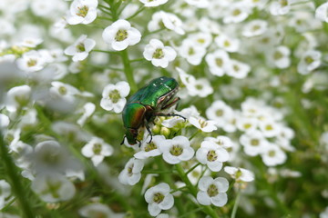 Grosser Goldkäfer, Protaetia aeruginosa