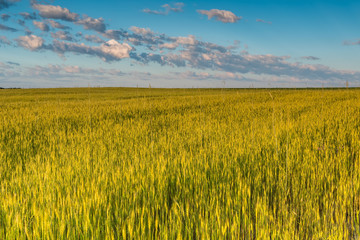 Рассвет в пшеничном поле