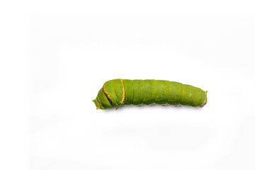Catepillar of lime Butterfly ( papilio demoleus )