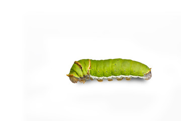 Catepillar of lime Butterfly ( papilio demoleus )
