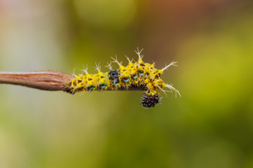 Mature caterpillar of colour segeant butterfly before transform