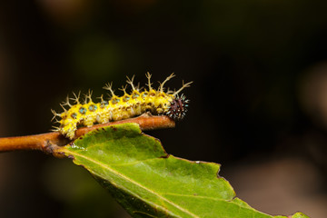 Mature caterpillar of colour segeant butterfly before transform