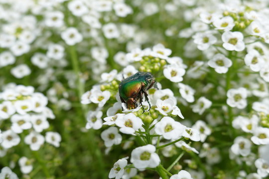 Grosser Goldk&auml;fer, Protaetia aeruginosa