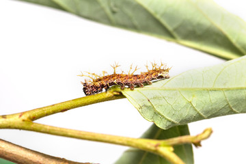 Caterpillar of colour segeant butterfly in 4th instar