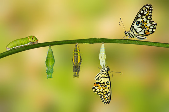 Isolated transformation of Lime Butterfly