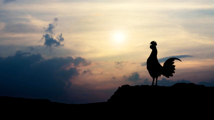 Silhouettes rooster crows in the morning