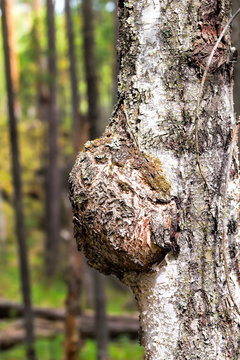 The build-up on a tree trunk - suvel