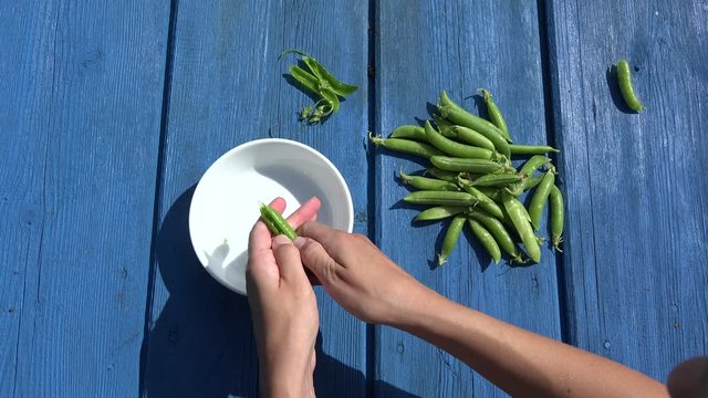 hands pod shell husk green peas in white dish on blue wooden table. 4K