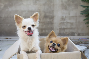 a couple of cute dogs are sitting in box