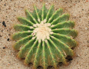 Cactaceae: Echinocactus grusonii