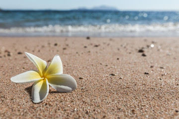 Fototapeta premium Plumeria flower