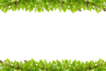 Beautiful Green leaves frame on white background,scenery for sum