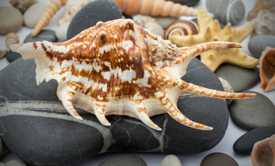 Composition of marine