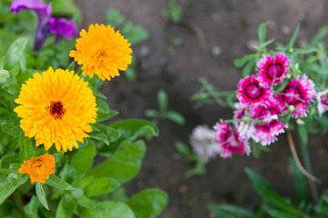 yellow flower calendula