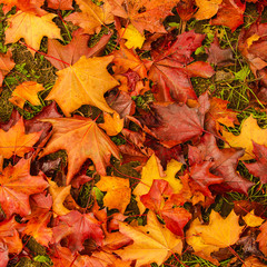 Autumn natural flat background with colorful red maple leaves on a green grass
