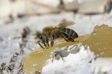 Bee eating honey.