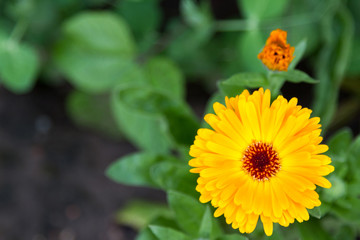 yellow flower calendula