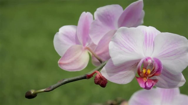 Orchid closeup/waving in the wind beautiful flower orchid