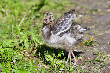 Black-headed gull