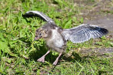 Black-headed gull