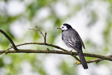 White wagtail
