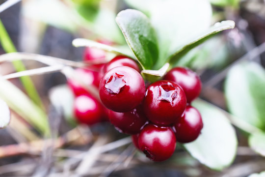Small shrub with berries ripe cranberries.