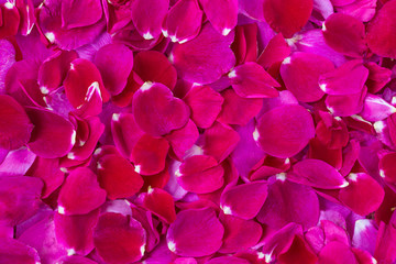 Rose tea rose petals scattered field as a solid background
