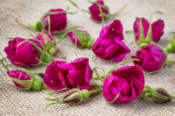 The pink buds of tea roses with the raindrops lie on a light background