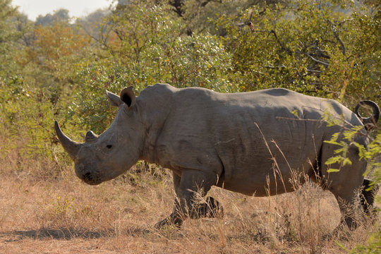 An African white rhinoceros calf storming through the bush at speed