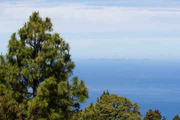 Macro photo pine forest, pinus canariensis in Tenerife, road to Teide volcano