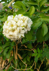 Single orange jessamine blossom