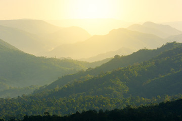 Obraz premium Tropical forest with sunshine.