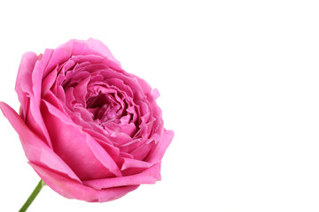 Beautiful pink rose isolated on a white