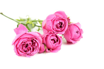 Beautiful pink roses isolated on a white